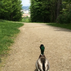 duck enjoying the view